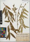 Foto von Salix fragilis L. x Salix triandra L.